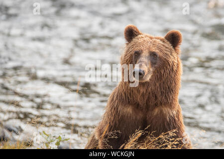 Grizzly Bear looking up from the river bank, Ursus arctos horribilis, Brown Bear, North American, Canada, Stock Photo