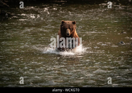 Grizzly Bear in the Nakina River hunting for Salmon, Ursus arctos horribilis, Brown Bear, North American, Canada, Stock Photo