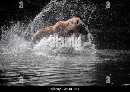 Grizzly Bear in the Nakina River hunting for Salmon, Ursus arctos horribilis, Brown Bear, North American, Canada,