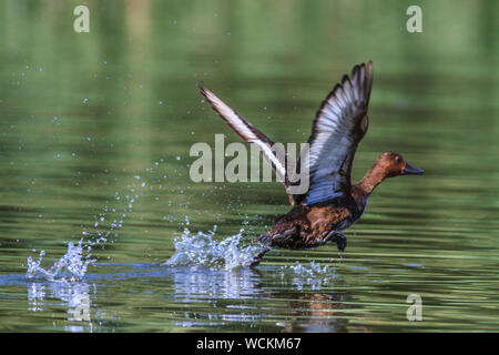 Ferruginous Duck - Aythya nyroca Male on a lake Stock Photo