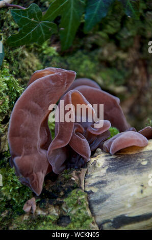Jelly Ear Fungus  growing on wood. Stock Photo