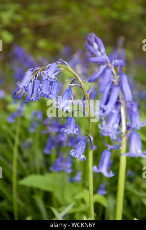 Single stems of English Bluebells in flower Stock Photo