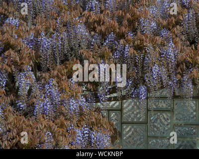 Wisteria sinensis Prolific or Chinese Blue Wisteria with early bronze leaves. Also known as Blue Sapphire. Stock Photo