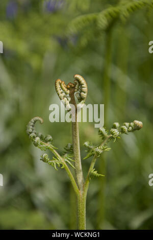 A strong unfurling shoot of Bracken. Stock Photo