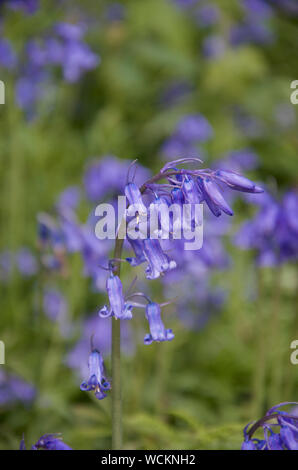 Single stem of English Bluebell in flower Stock Photo