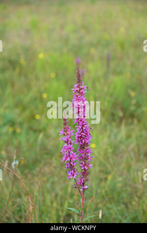 Purple Loosestrife - Lythrum salicaria with Hoverfly insects Stock Photo