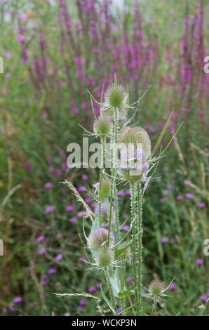 Teasels, thistles and Purple Loosestrife growing together Stock Photo