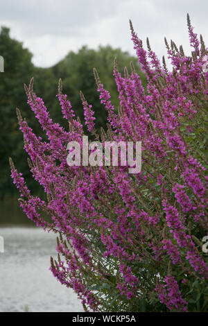 Lythrum salicaria, commonly called Purple Loosestrife growing at the water's edge. Stock Photo