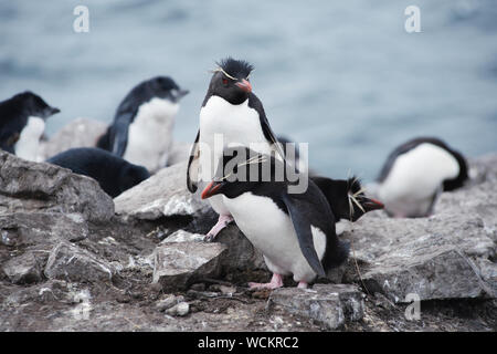 Rockhopper penguins (Eudyptes chrysocome), Falkland Islands, Southern Atlantic Ocean Stock Photo