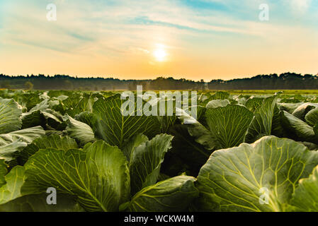 Green cabbages heads in line grow on field. Stock Photo