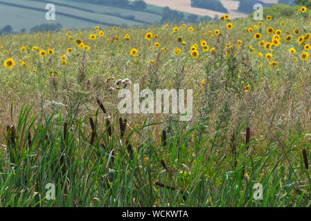 Sunflowers in a field adjacent to the Grand Western Canal near Halberton in Devon Stock Photo