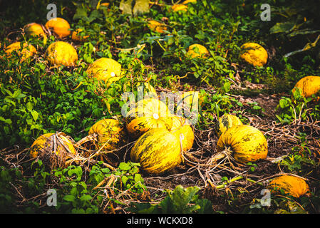 Typical styrian pumpkin field, Austria Stock Photo