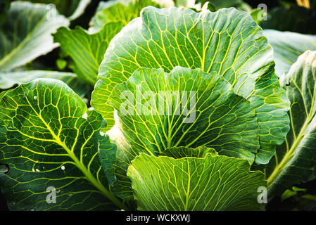 Green cabbages headd grow on field. Stock Photo