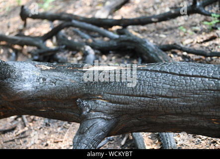 Frankfurt, Hessen, Germany. 28th Aug 2019. A burnt tree lies in a forest in the district Goldstein. The City of Frankfurt, the professional fire brigade and the City Forestry Department of the Green Area Office have informed the City Forest about the current preparations for the prevention of major forest fires. Credit: dpa picture alliance/Ģ����ý Live News Stock Photo