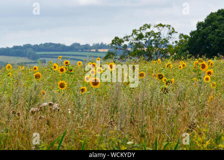 Sunflowers in a field adjacent to the Grand Western Canal near Halberton in Devon Stock Photo