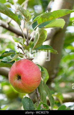 Malus domestica 'Norfolk Royal'. Ripe apple on tree Stock Photo