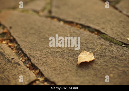 dry birch tree leaf on the wild stone floor outdoor Stock Photo