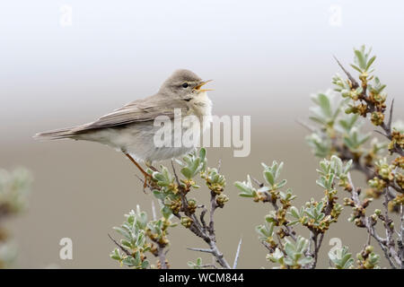 Willow Warbler ( Phylloscopus trochilus ), adult male in spring, perched on top of seabuckthorn, singing, wildlife, Europe. Stock Photo