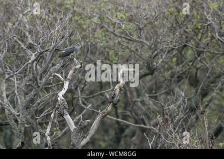 Common Cuckoo ( Cuculus canorus ), calling male, perched on a dry tree in far distance at the edge of a forest, wildlife, Europe. Stock Photo