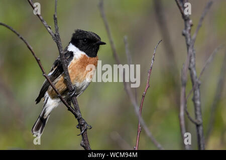 European Stonechat ( Saxicola torquata ), male, breeding dress, sitting, perched in a bush, watching, typical environment, wildlife, Europe. Stock Photo