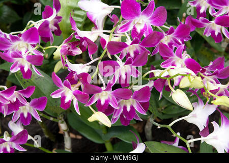 Dendrobium Sonia, National Orchid Garden, Singapore Botanic Gardens, Singapore Stock Photo
