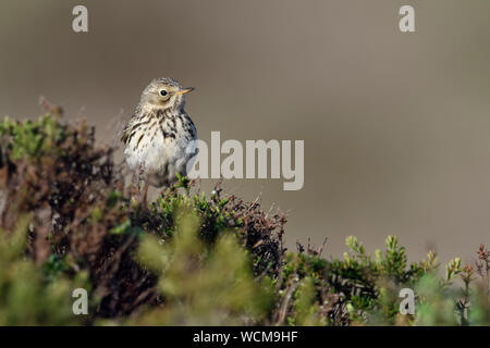 Meadow Pipit ( Anthus pratensis ) in typical open habitat, perched on top of some heather bushes, carefully watching for predators, wildlife, Europe. Stock Photo