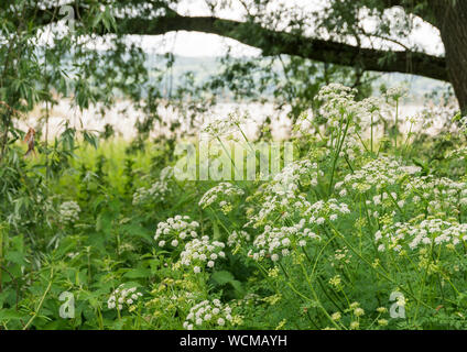 Giant Hogweed growing at Chew Valley Lake, Somerset, England, UK Stock Photo