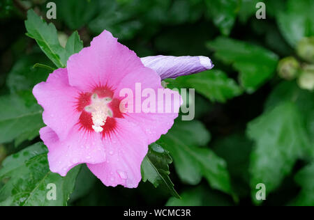 Close-up of hibiscus syriacus Floru. Russian violet 'Floru'. Rose of Sharon 'Floru' Stock Photo