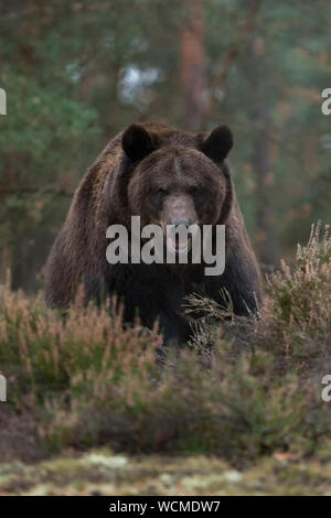 European Brown Bear ( Ursus arctos ), strong and powerful adult, standing at the edge of a boreal forest, at a clearing, looks suspicious, Europe.