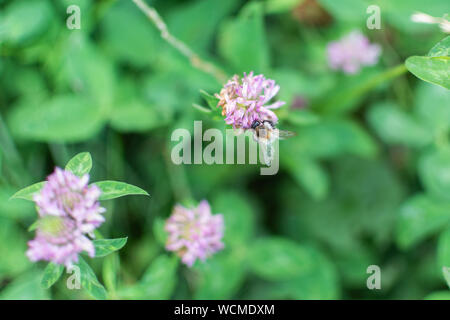 Bumblebee collects nectar in a clover flower Stock Photo