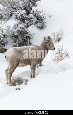 Rocky Mountain Bighorn Sheep ( Ovis canadensis ) in winter, yearling, standing snow covered slope of mountainside, Yellowstone NP, USA. Stock Photo
