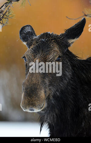 Moose ( Alces alces ), headshot of an adult female, funny cow, on a rainy day in winter, wildlife, Yellowstone Area, Grand Teton, Wyoming, USA. Stock Photo