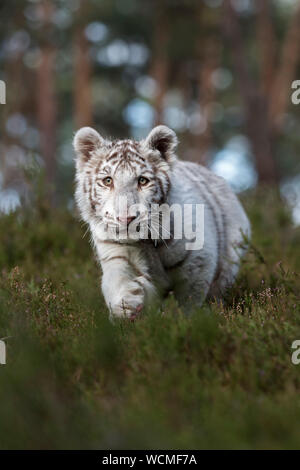 Royal Bengal Tiger ( Panthera tigris ), white animal, secretly sneaking through the undergrowth of natural woodland, frontal shot, low point of view. Stock Photo