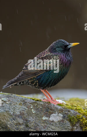 Common Starling ( Sturnus vulgaris ) adult in its breeding dress, perched on a rock in rain, nice metallic shimmering plumage, in spring, Europe. Stock Photo