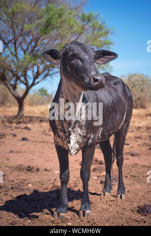 White and black cow standing in red dirt field. Cattle breeding concept image. Stock Photo