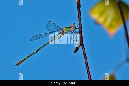 Willow Emerald Damselfly (chalcolestes viridis), UK Stock Photo