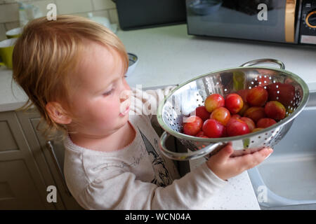 Freshly picked Victoria Plums being washed and held in a colander by young two year old girl Stock Photo