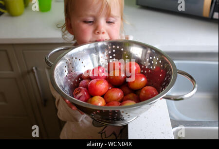 Freshly picked Victoria Plums being washed and held in a colander by young two year old girl Stock Photo