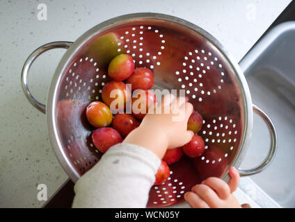 Freshly picked Victoria Plums being washed and held in a colander by young two year old girl Stock Photo