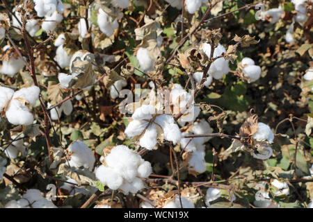 Cotton plants in a field Stock Photo