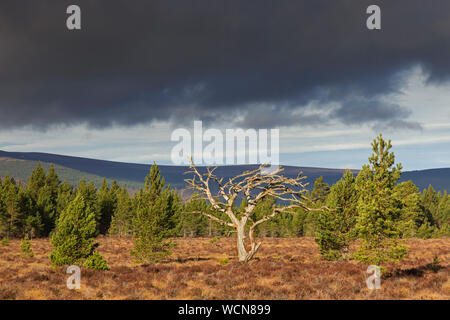 Dead Scots pine tree (Pinus sylvestris) in moorland / heath, Cairngorms National Park, Badenoch and Strathspey, Scotland, UK Stock Photo