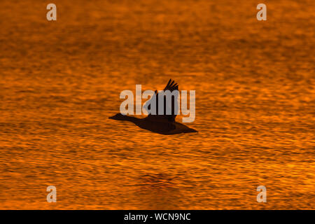 Greylag goose / graylag goose (Anser anser) in flight over water of lake at sunset Stock Photo