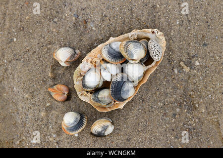 Common cockles - species of edible saltwater clams Stock Photo