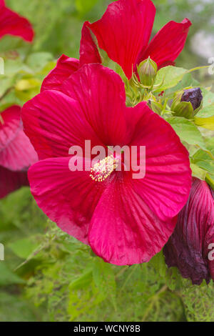 A Pink Hibiscus blossom - late summer on Cape Cod Stock Photo
