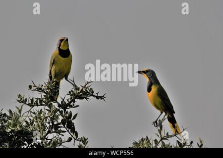 Two Bokmakierie Bushshrikes (Telophorus zeylonus) roosting at Addo Elephant National Park, Eastern Cape, South Africa Stock Photo