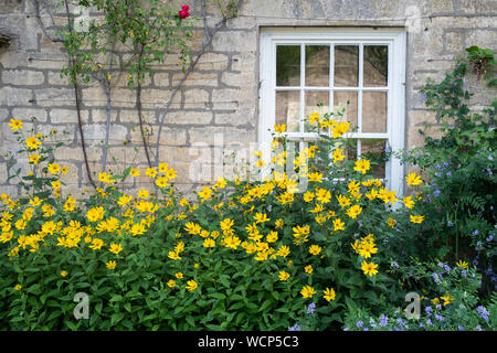 Heliopsis helianthoides. False sunflower plant outside a cotswold stone house in the village of Overbury, Cotswolds, Worcestershire, England Stock Photo