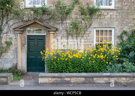 Heliopsis helianthoides. False sunflower plant outside a cotswold stone house in the village of Overbury, Cotswolds, Worcestershire, England Stock Photo