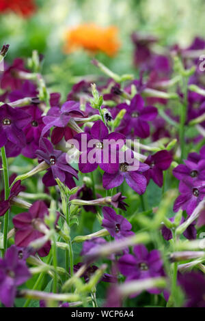 Nicotiana x sanderae 'Perfume Deep Purple'. Tobacco plant flowers Stock Photo