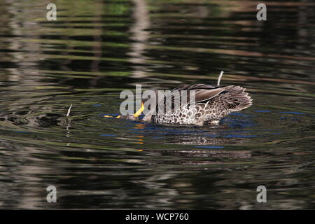 Two Yellow-billed Ducks (Anas undulata) contending on a dam at Natures Landing, Eastern Cape, South Africa Stock Photo