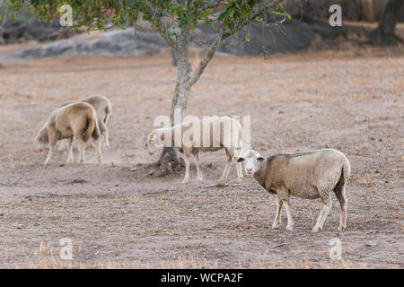 sheeps grazing in the field Stock Photo
